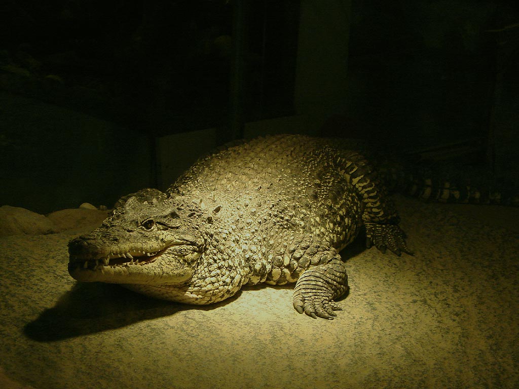 croc.JPG