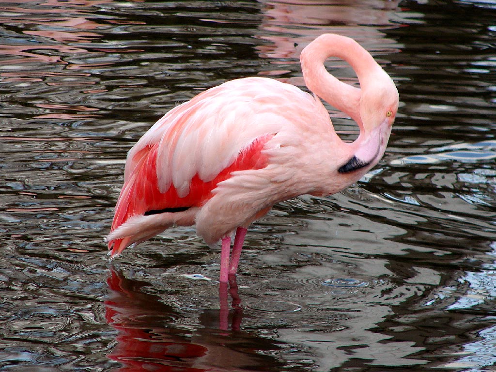 flamingo.JPG