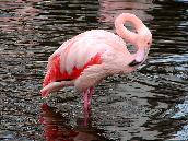 flamingo.JPG