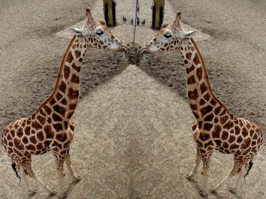 giraffe1.jpg