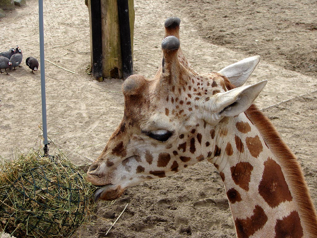 giraffe2.JPG