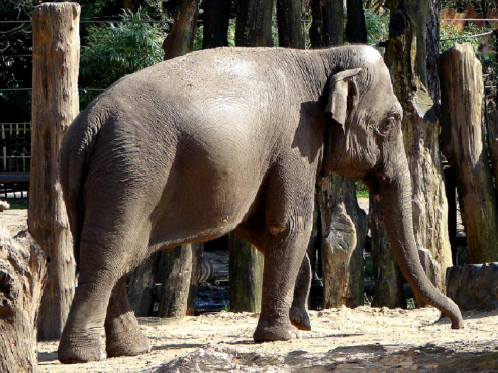 olifant.jpg