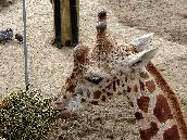 giraffe2.JPG