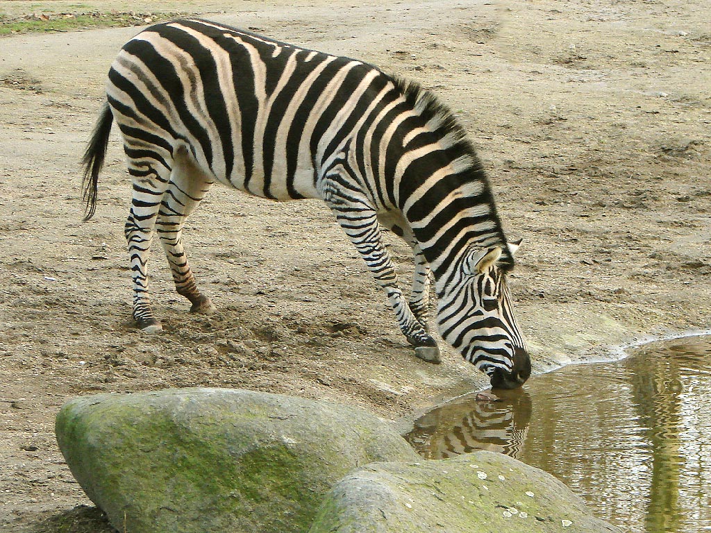 zebra.JPG